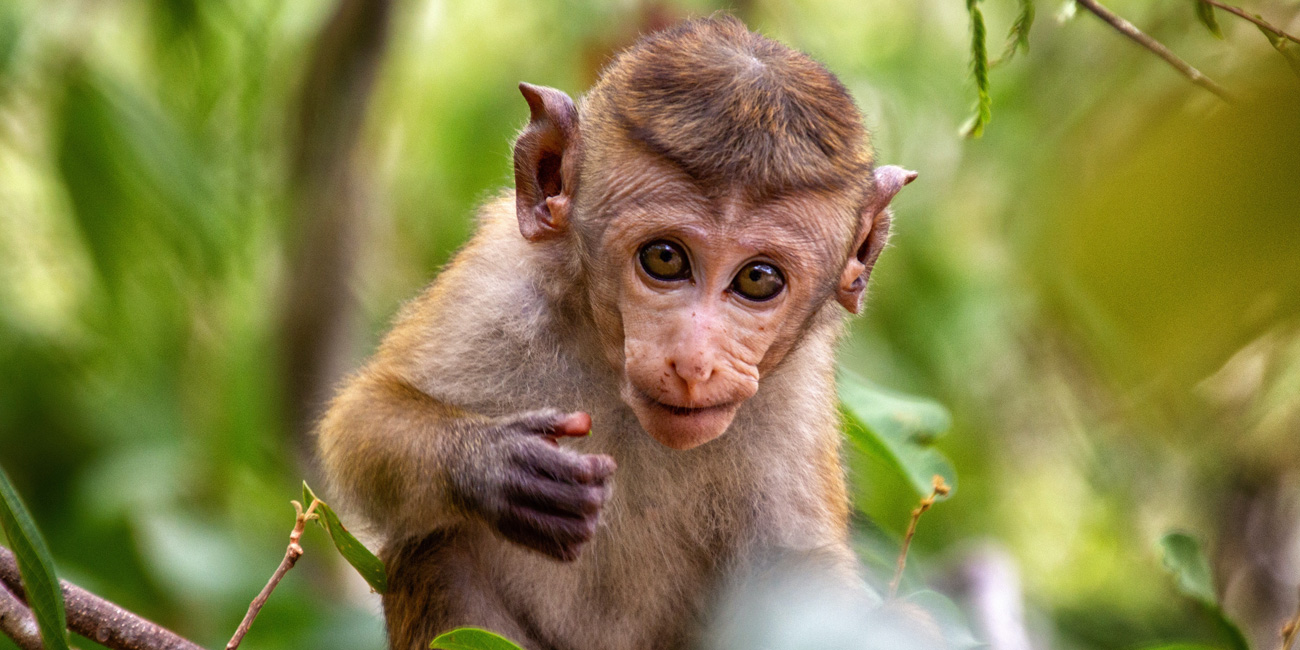 Hosted-trek-through-Kanneliya-Rainforest-with-lunch