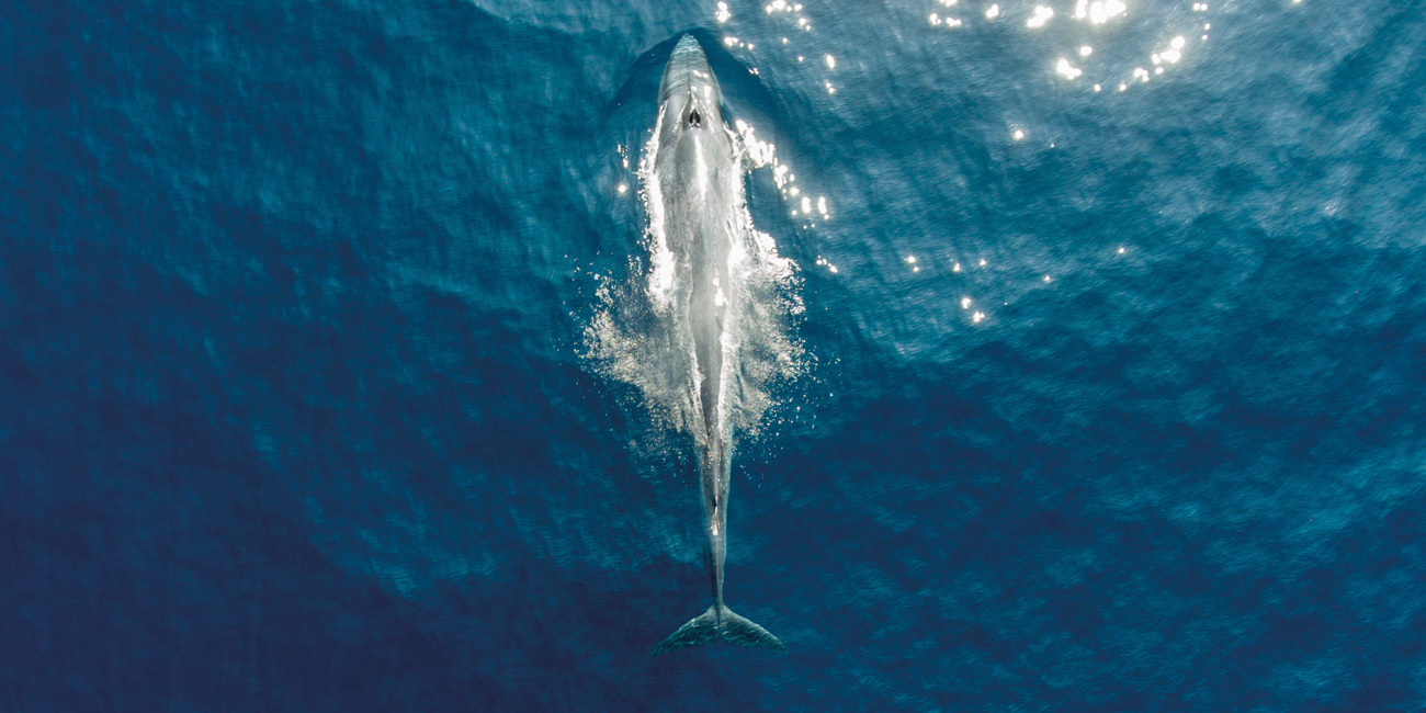 A whale in Mirissa, Sri Lanka